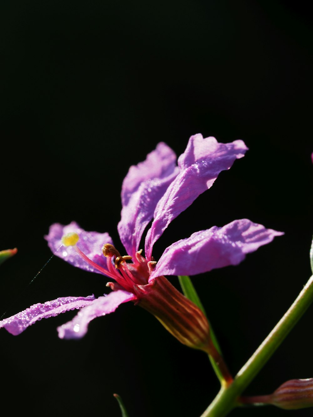 Nahaufnahme einer lila Blume mit schwarzem Hintergrund