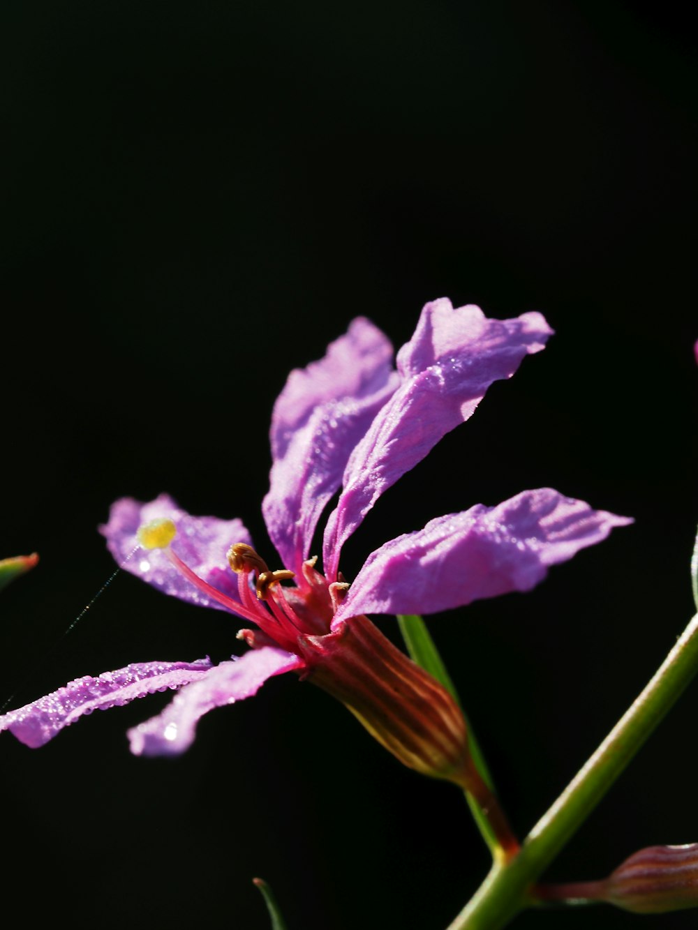 Gros plan d’une fleur violette avec un fond noir