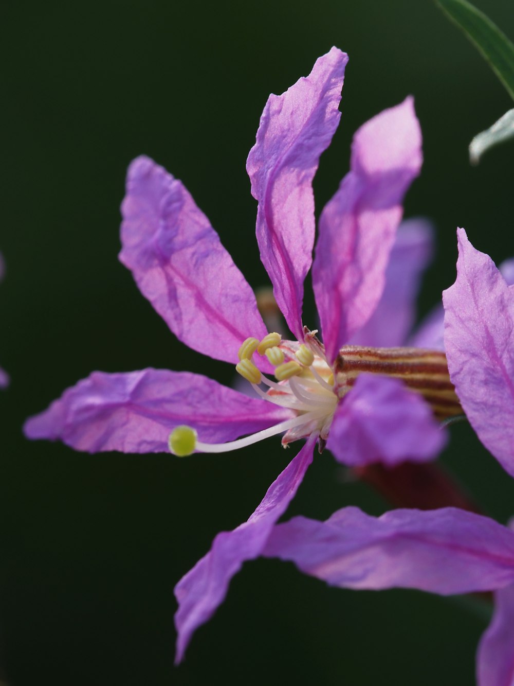 Nahaufnahme einer violetten Blume mit grünen Blättern