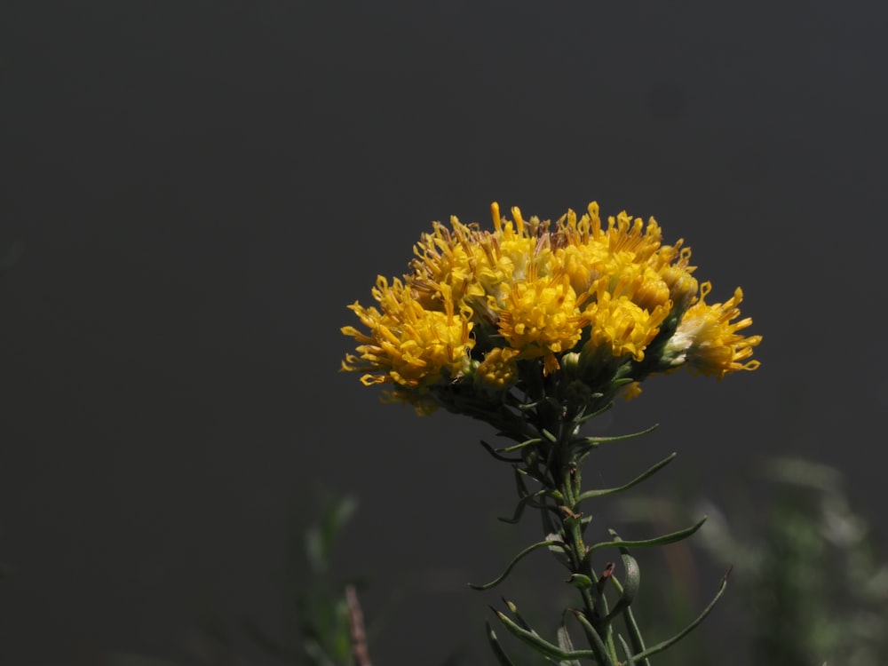 a close up of a yellow flower with a black background