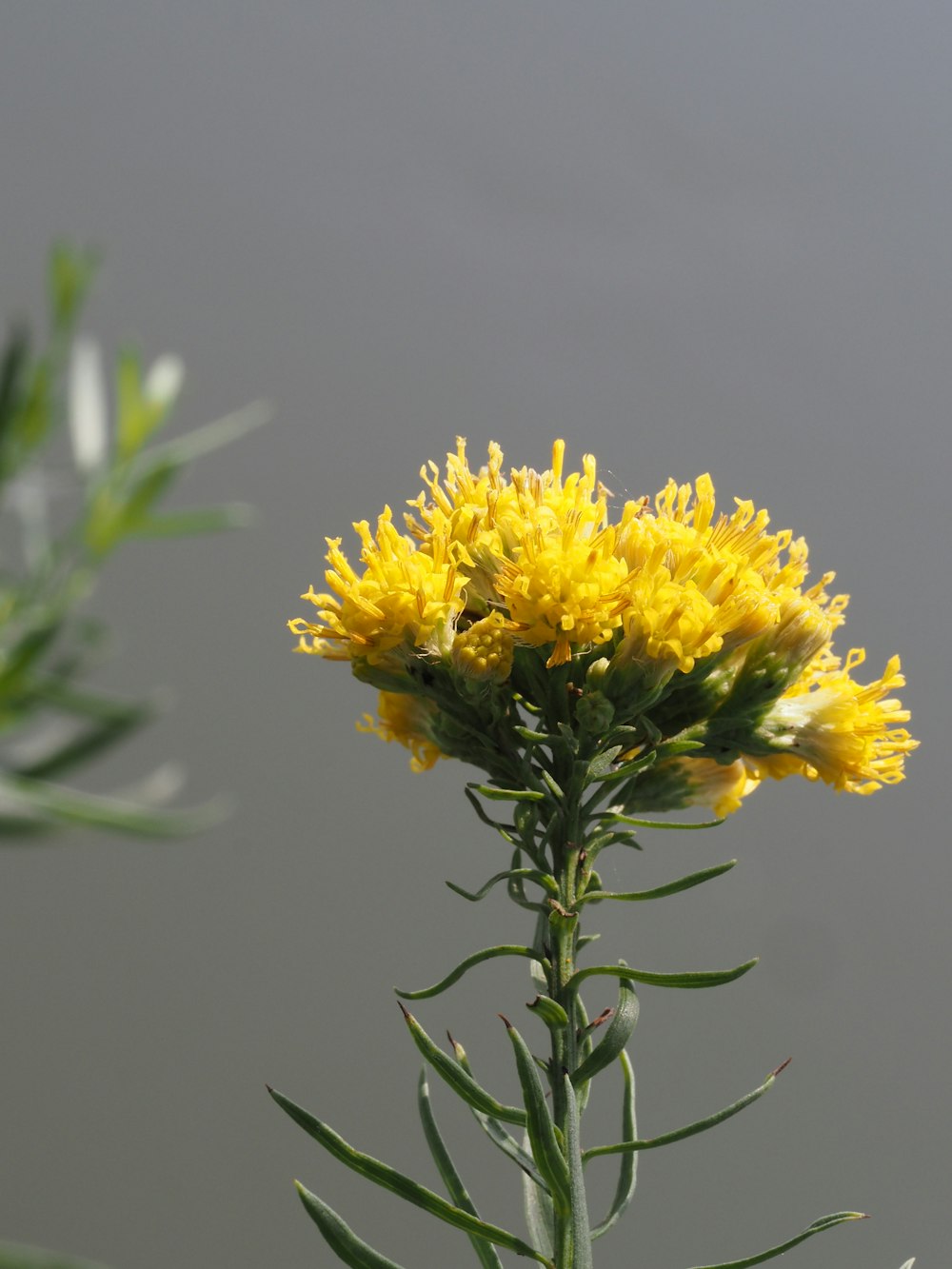 a close up of a yellow flower with water in the background