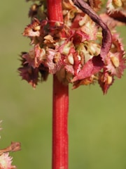 A close-up of a plant stem featuring small, spiky red and pinkish flowers or buds. The stem is bright red, and the background is a soft, blurred green, suggesting an outdoor setting.