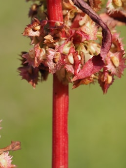A close-up of a plant stem featuring small, spiky red and pinkish flowers or buds. The stem is bright red, and the background is a soft, blurred green, suggesting an outdoor setting.