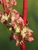 A close-up view of a plant stem with vibrant red and green colors. The image showcases small, intricate buds or blossoms with spiky textures and light yellowish-green hues, set against a blurred green background.