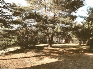 A clean yard after tree removal with sunlight filtering through surrounding trees.