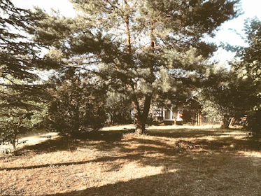 A clean yard after tree removal with sunlight filtering through surrounding trees.