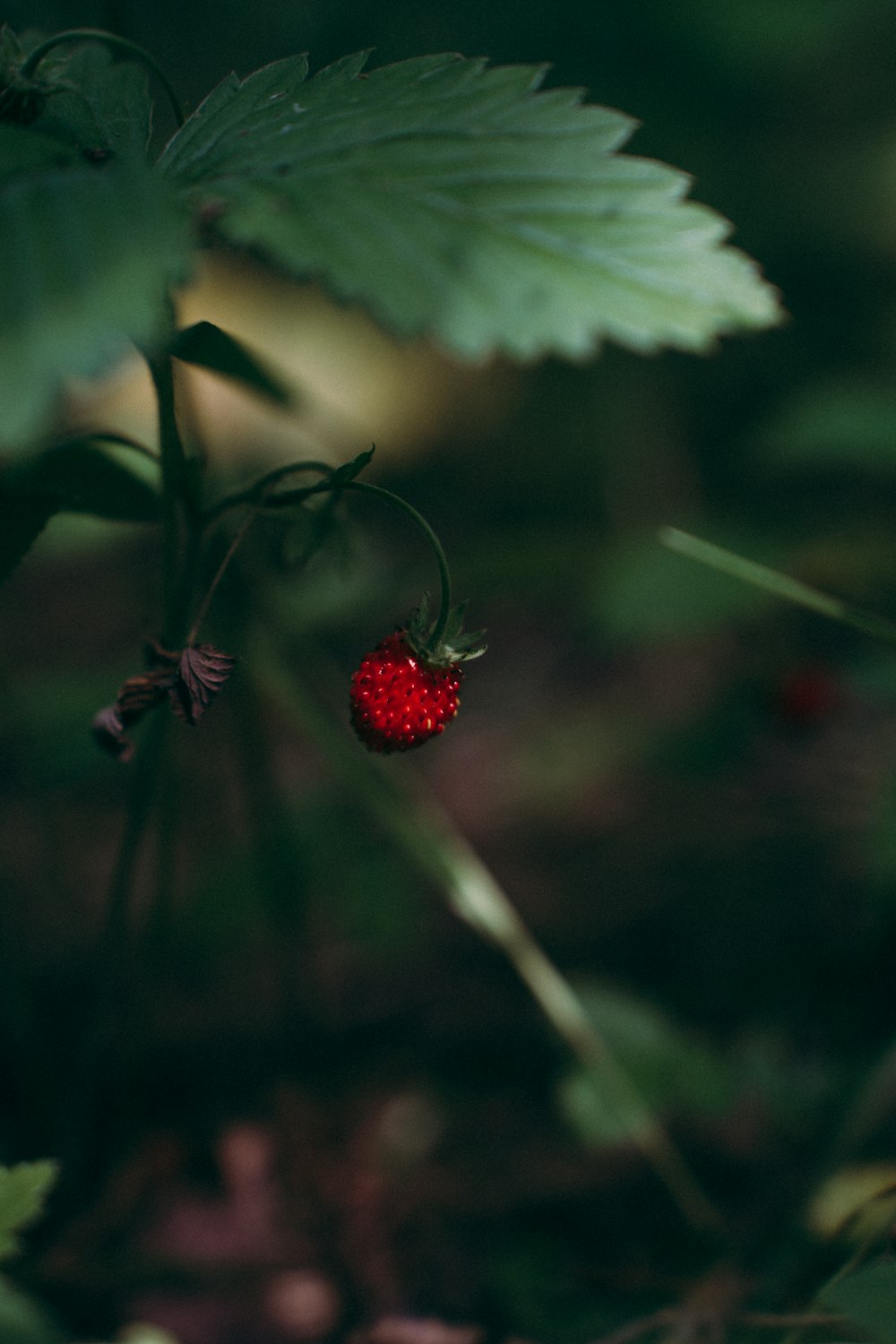 a small red strawberry sitting on top of a green plant