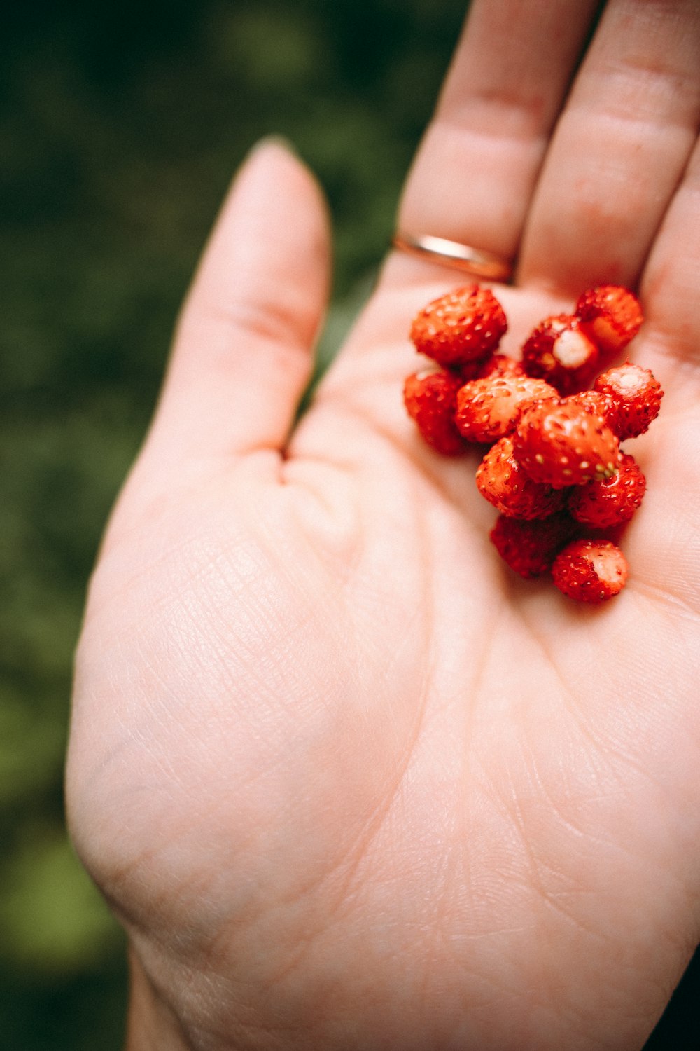 a person holding a handful of raspberries in their hand