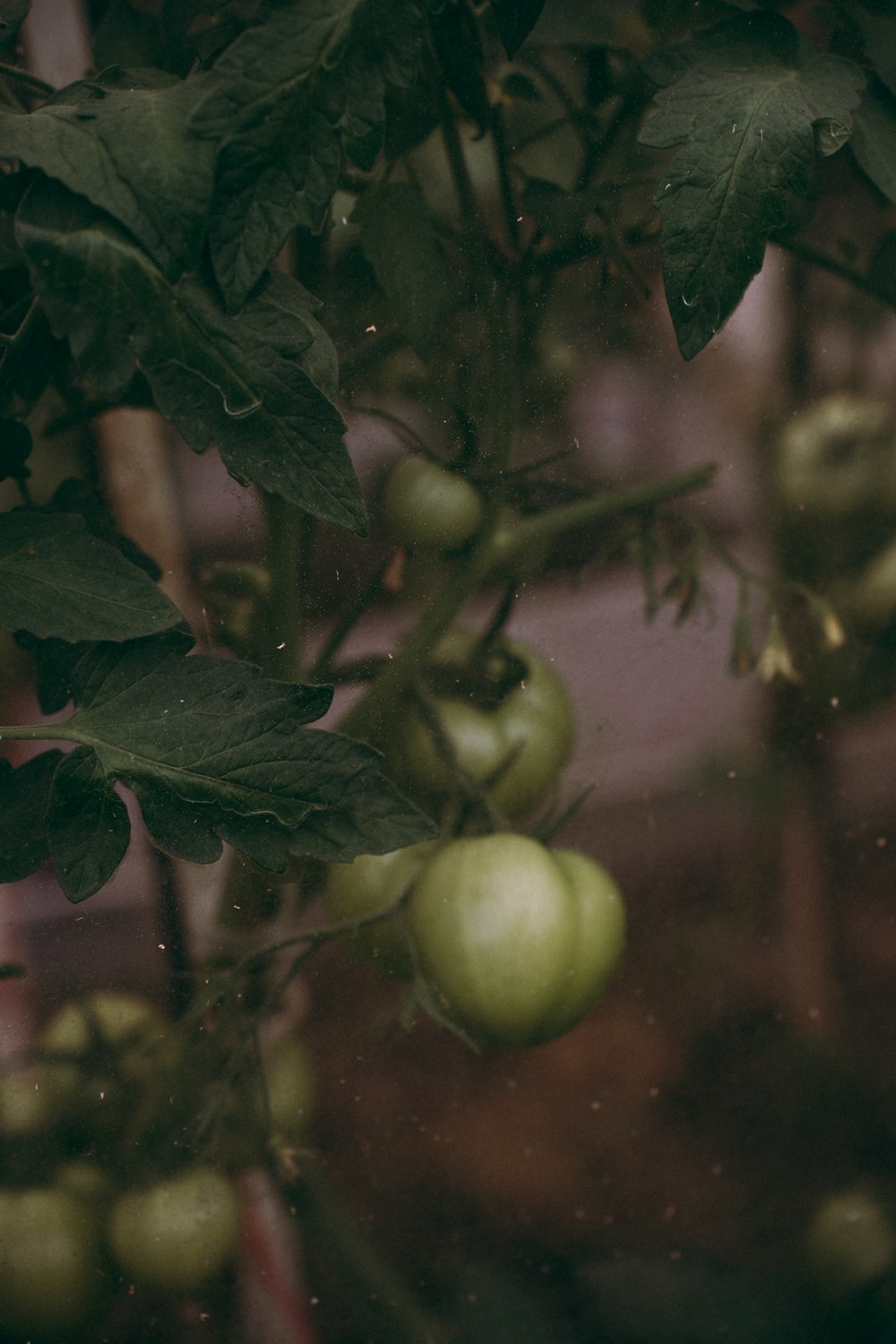 a bunch of green tomatoes hanging from a tree