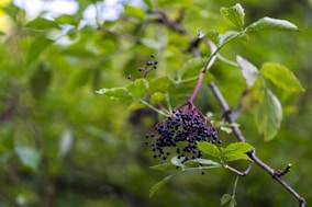 a bunch of berries hanging from a tree branch