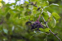 a bunch of berries hanging from a tree branch