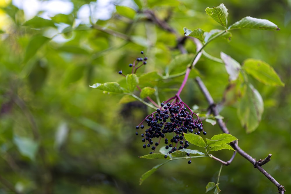 a bunch of berries hanging from a tree branch