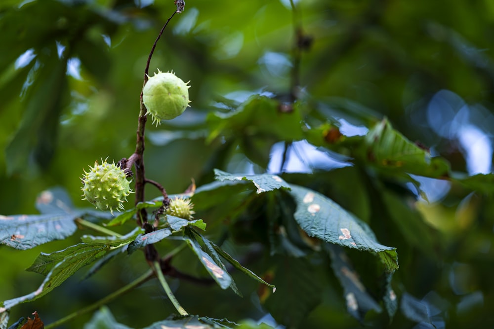 a close up of a tree with leaves and a flower