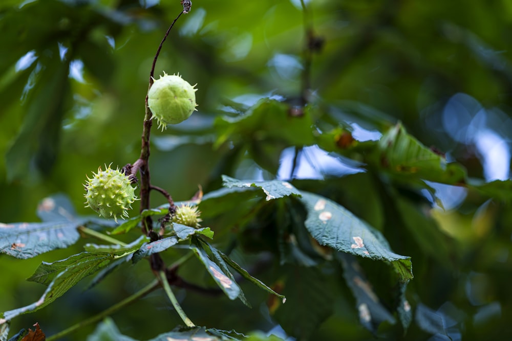 Nahaufnahme eines Baumes mit Blättern und einer Blume