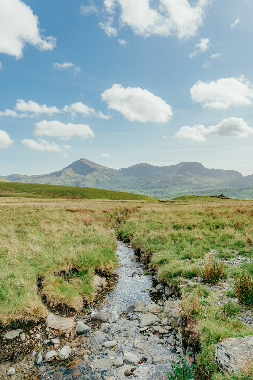 a stream running through a lush green field