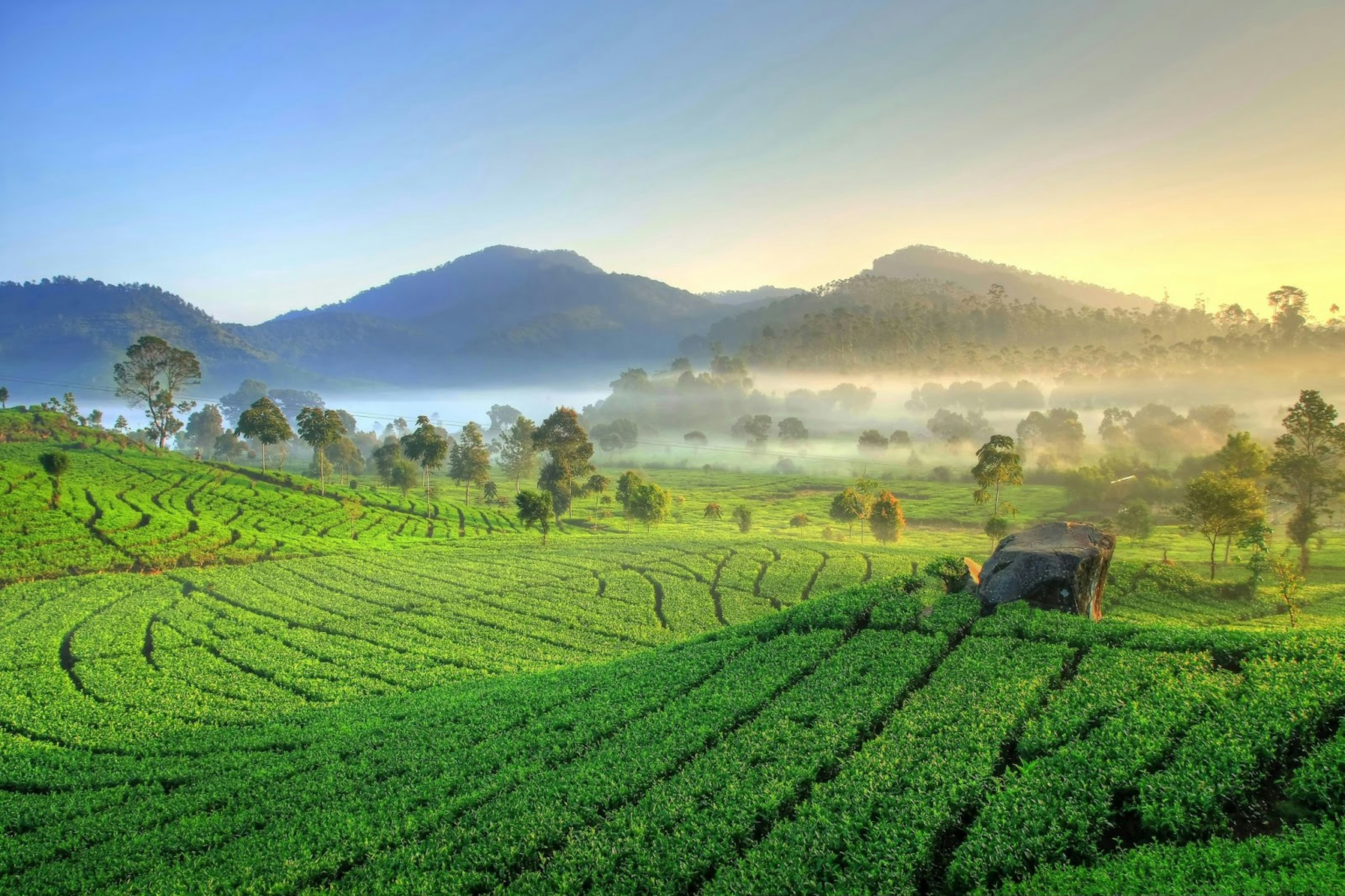 Rolling green tea estates in Munnar Kerala with morning mist