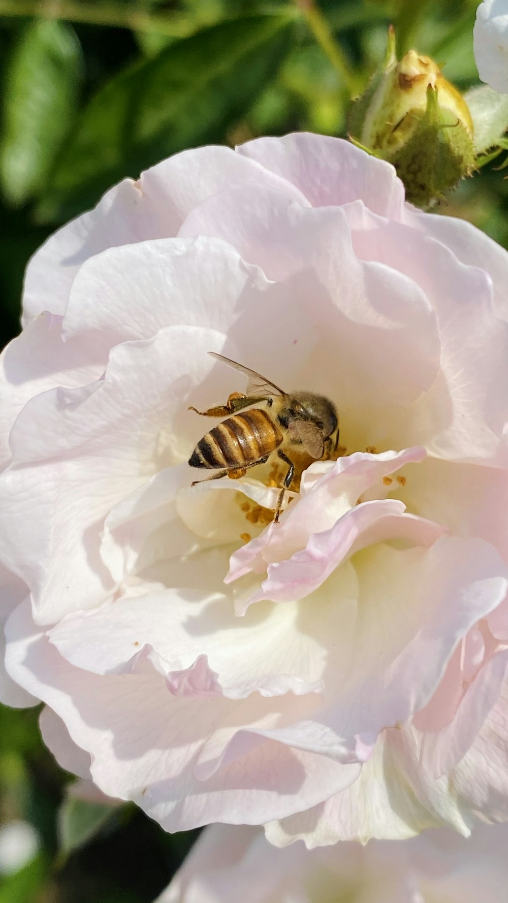 a bee sitting on top of a pink flower