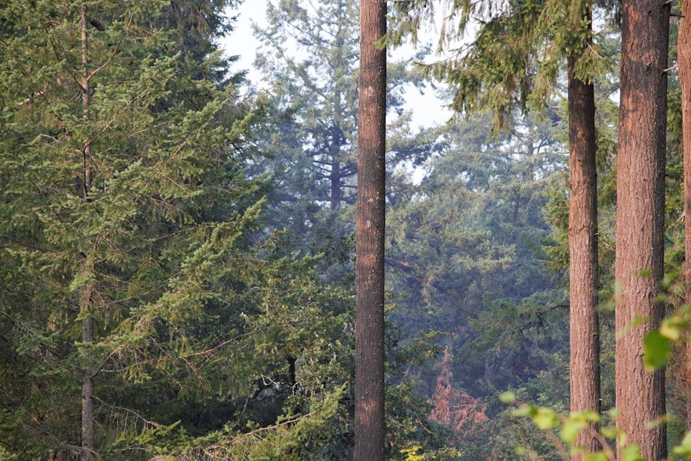 a bear is standing in the middle of a forest