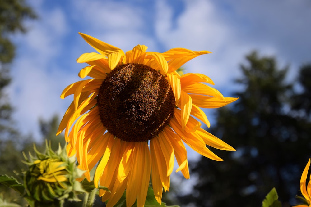 a sunflower with a blue sky in the background