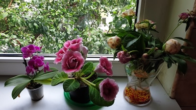 A collection of flowering plants is arranged on a windowsill, including vibrant green leaves. The plants are in pots and vases, one with purple orchids in a small pot, another with pink flowers in a pot, and a third with white and pink peonies in a vase filled with colored stones. The window overlooks trees with lush green foliage, adding a natural backdrop.
