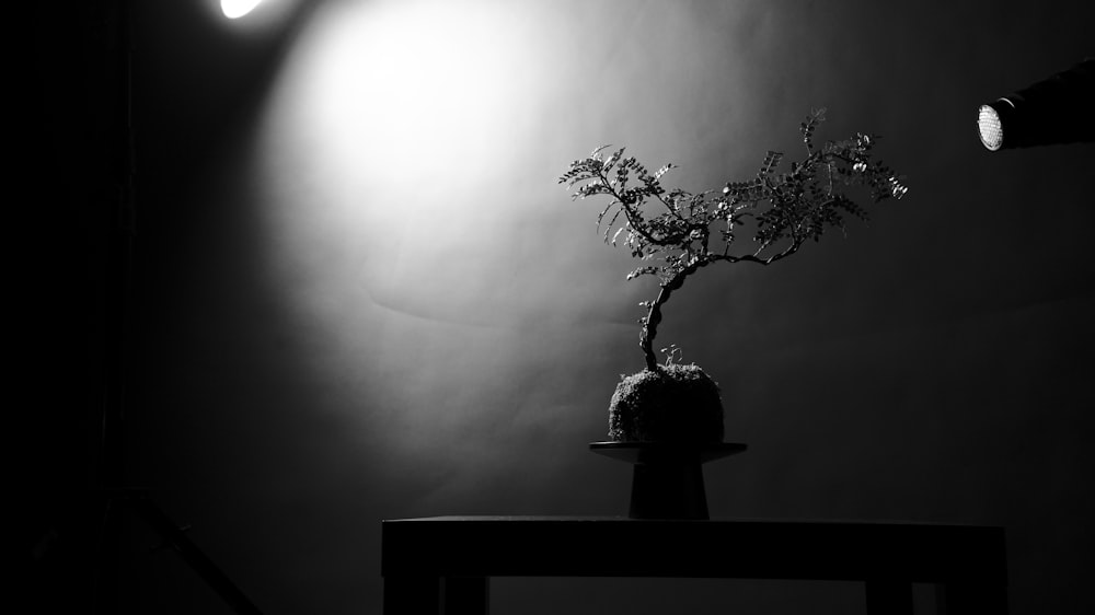 a black and white photo of a plant on a table