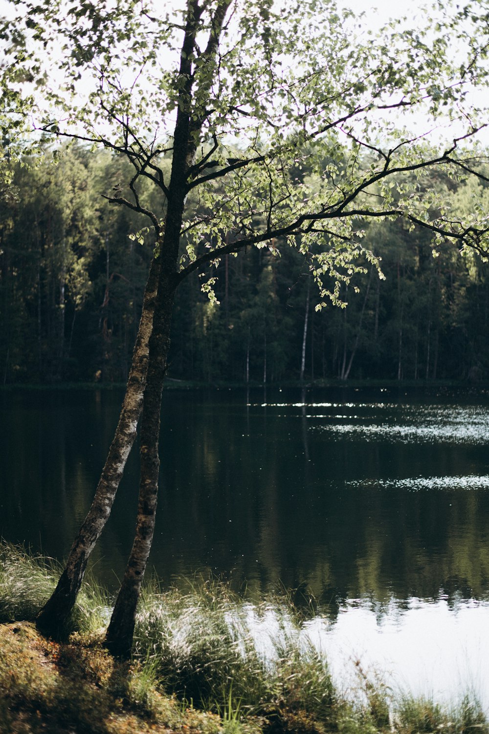 a large body of water surrounded by trees