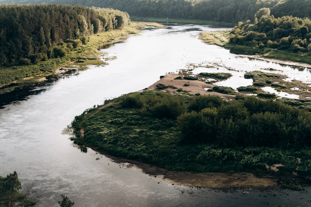 a river running through a lush green forest