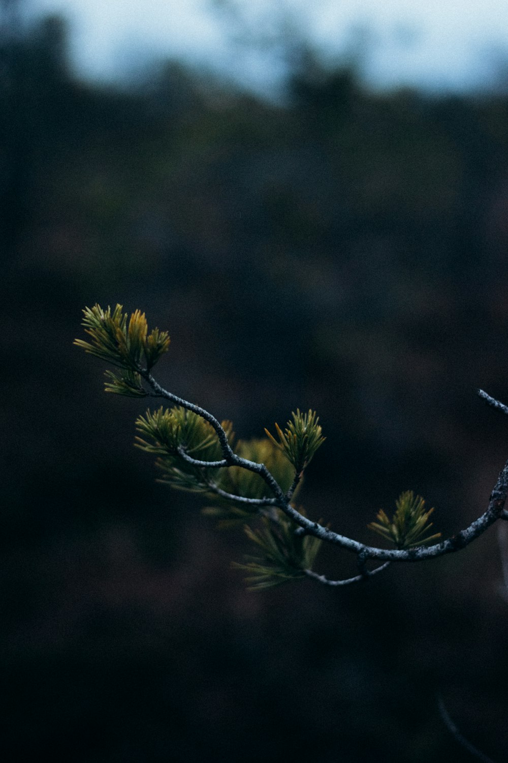 a bird perched on top of a tree branch