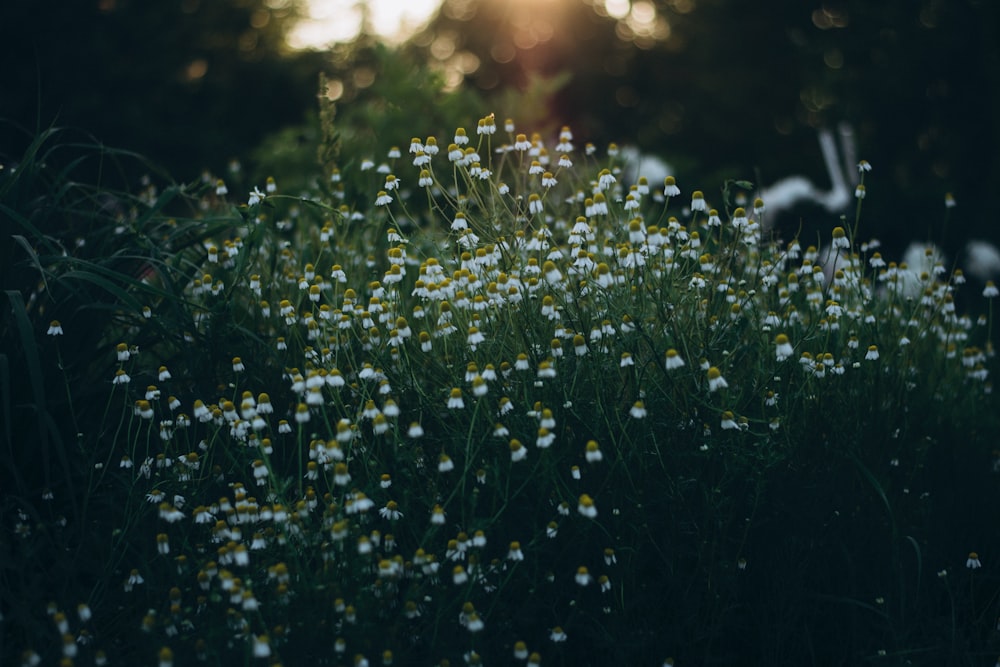a field of white flowers with the sun in the background