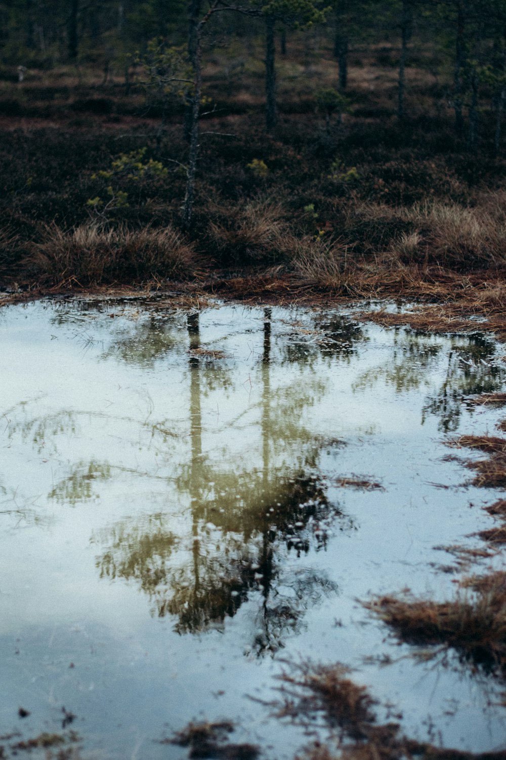 Une flaque d’eau au milieu d’une forêt