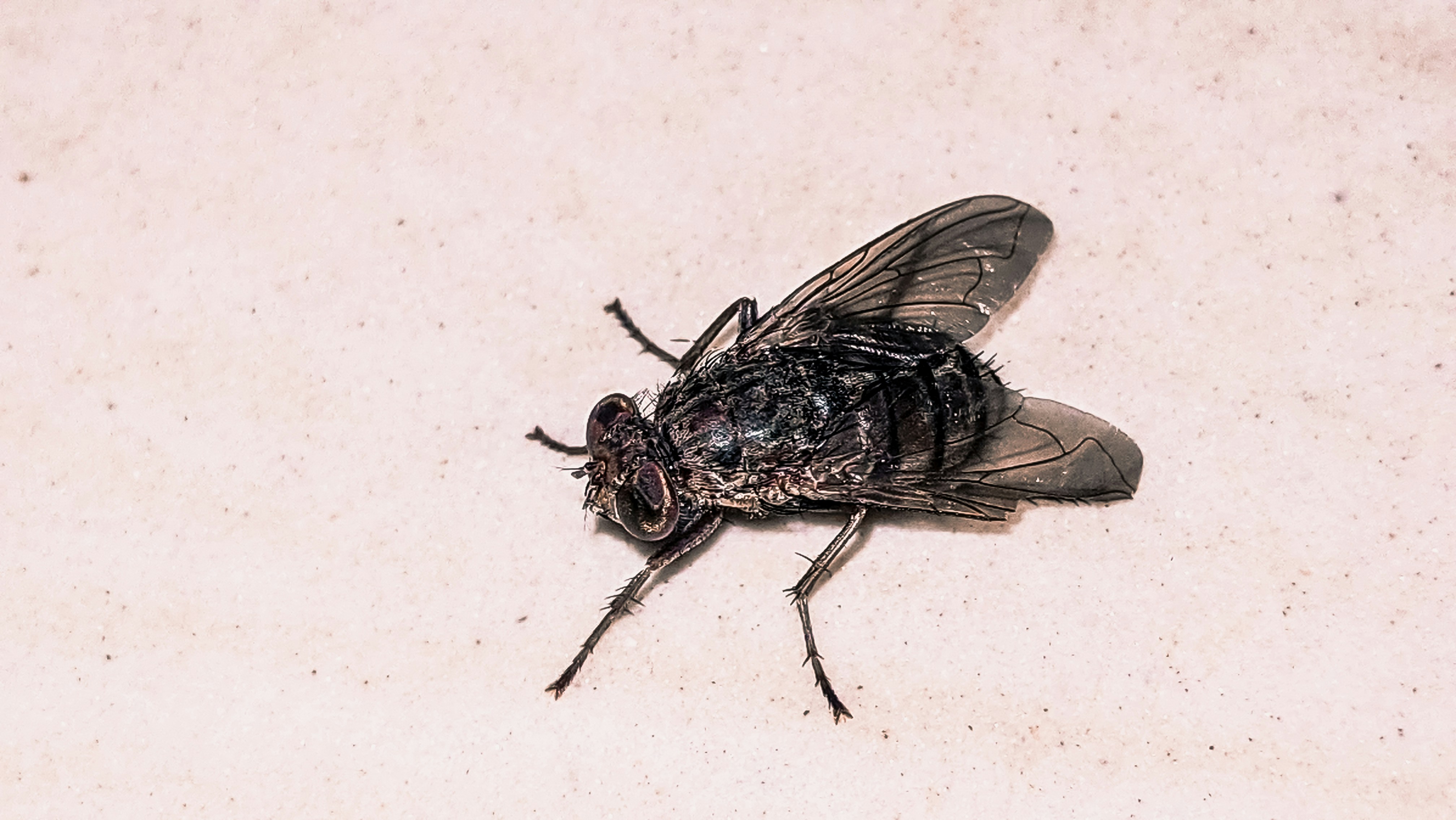 Revolučný Blackfly: Lietadlo, dron a vesmírna loď?