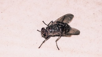 a close up of a fly on a white surface