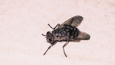 a close up of a fly on a white surface