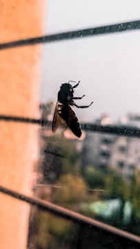 Professional spraying treatment around window frames to remove bees.