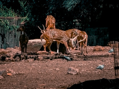 Several spotted deer stand and feed in a dry, rocky enclosure surrounded by a wooden fence and dense foliage. Birds are also present, pecking at the ground.