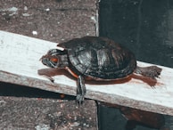 A young turtle climbing onto a wooden ramp inside its tank.