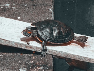 A young turtle climbing onto a wooden ramp inside its tank.