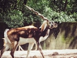 A blackbuck antelope with distinctive twisted horns stands in a natural, forested area. The animal has a contrasting white and dark brown coat, and is surrounded by lush green foliage. The scene is well-lit, with sunlight casting shadows on the ground.