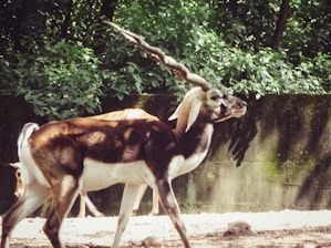 A blackbuck antelope with distinctive twisted horns stands in a natural, forested area. The animal has a contrasting white and dark brown coat, and is surrounded by lush green foliage. The scene is well-lit, with sunlight casting shadows on the ground.