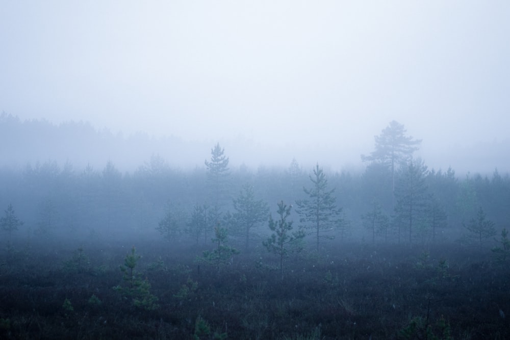 a foggy forest filled with lots of trees