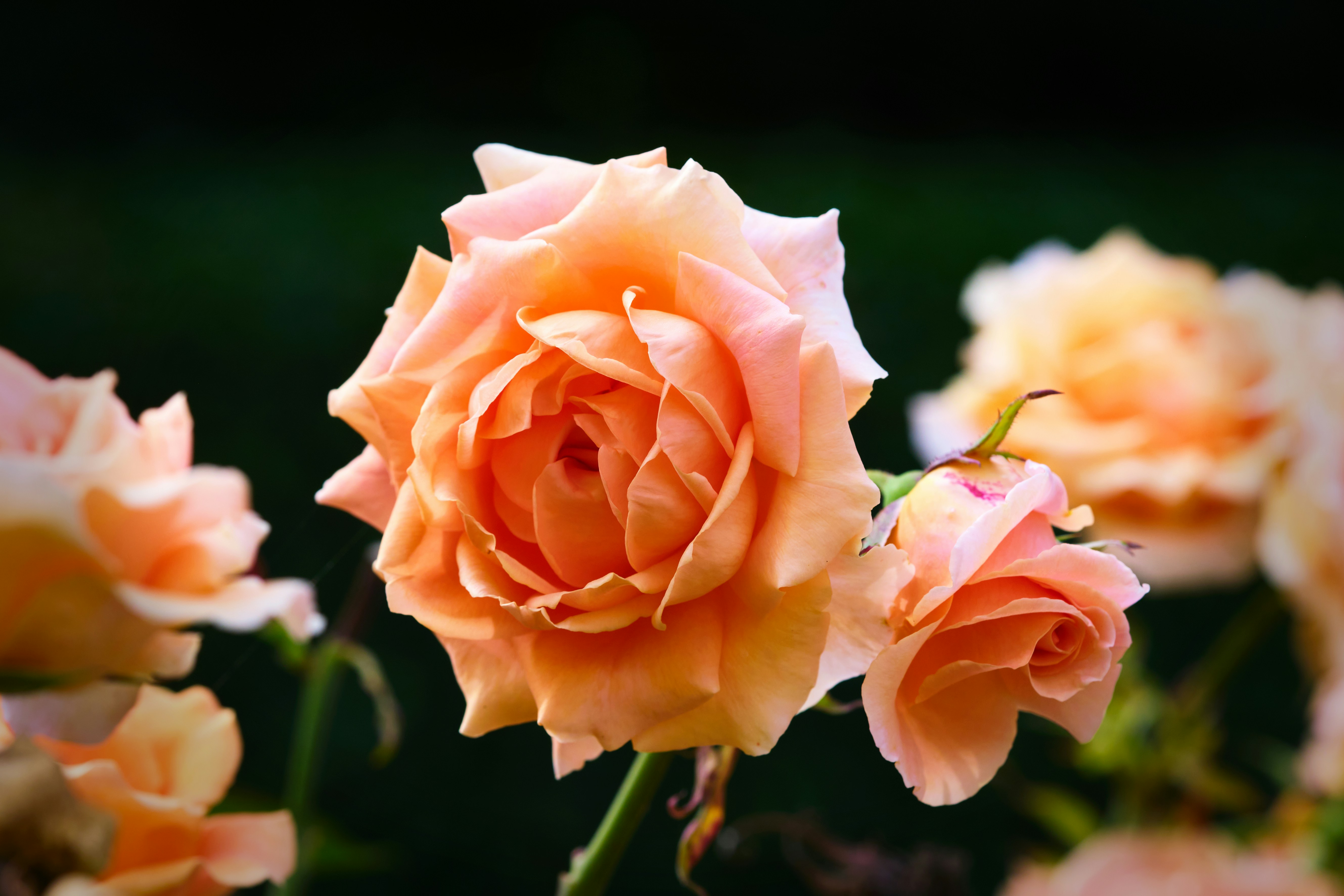 Photo by packetdiscards