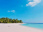 A serene beach scene with turquoise waters and palm trees under a bright blue sky