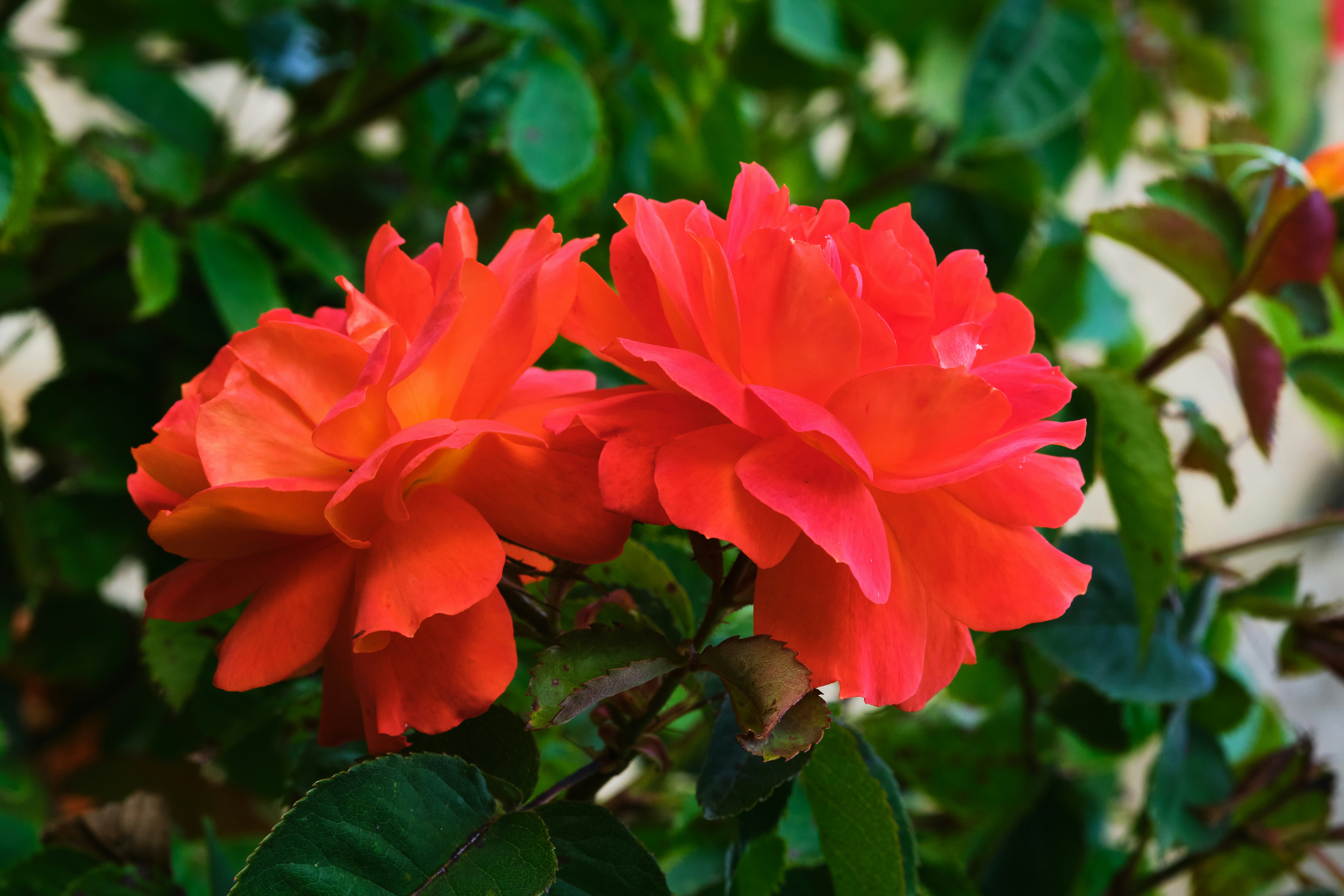 Photo by packetdiscards