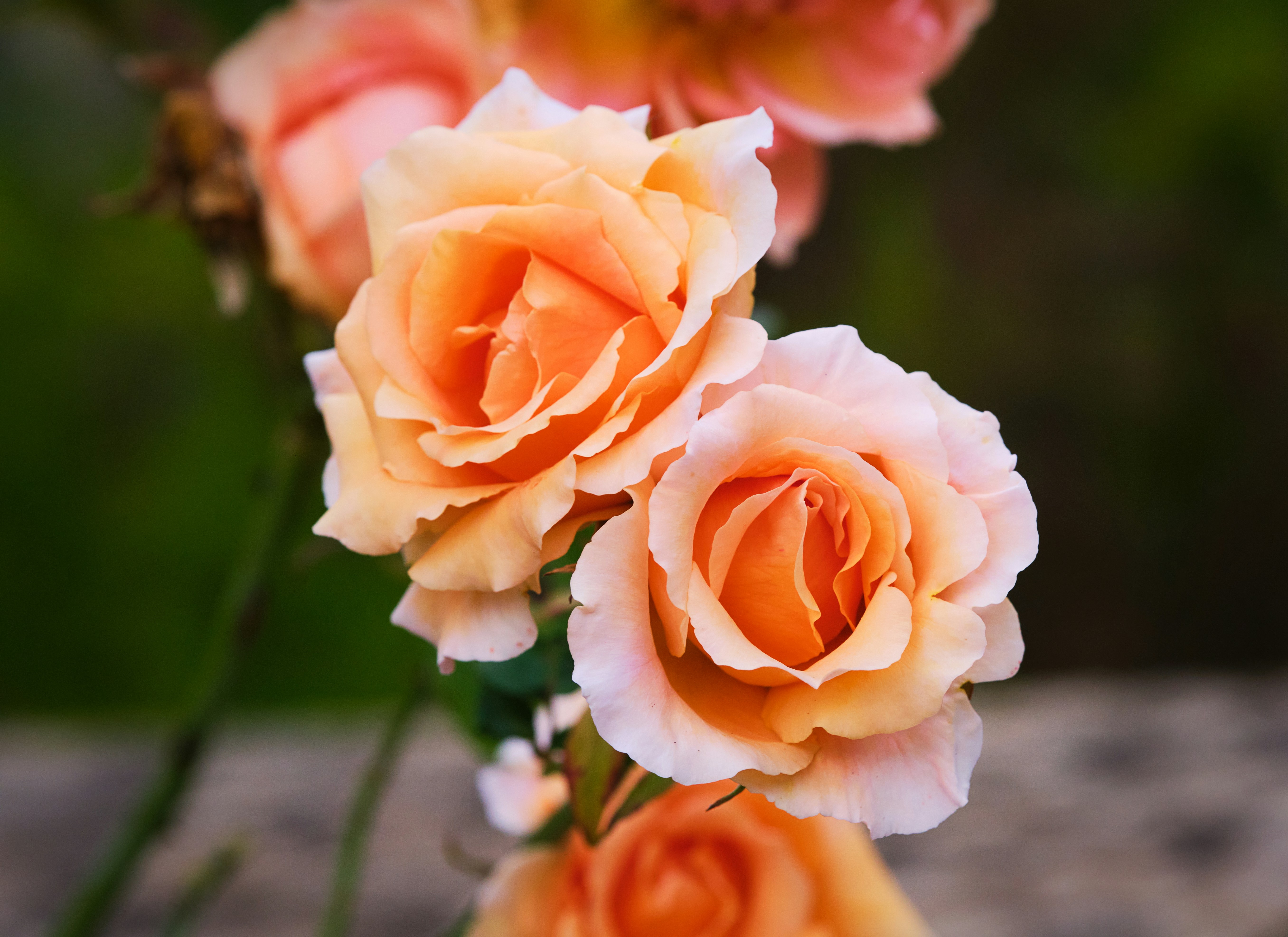 Photo by packetdiscards