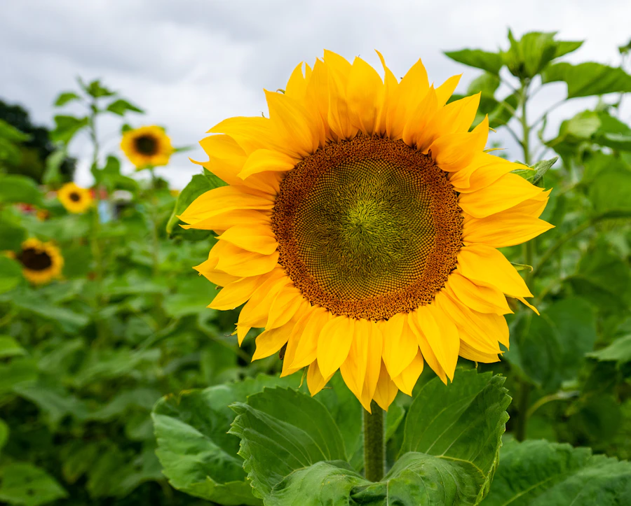 a large sunflower in a field of green leaves
