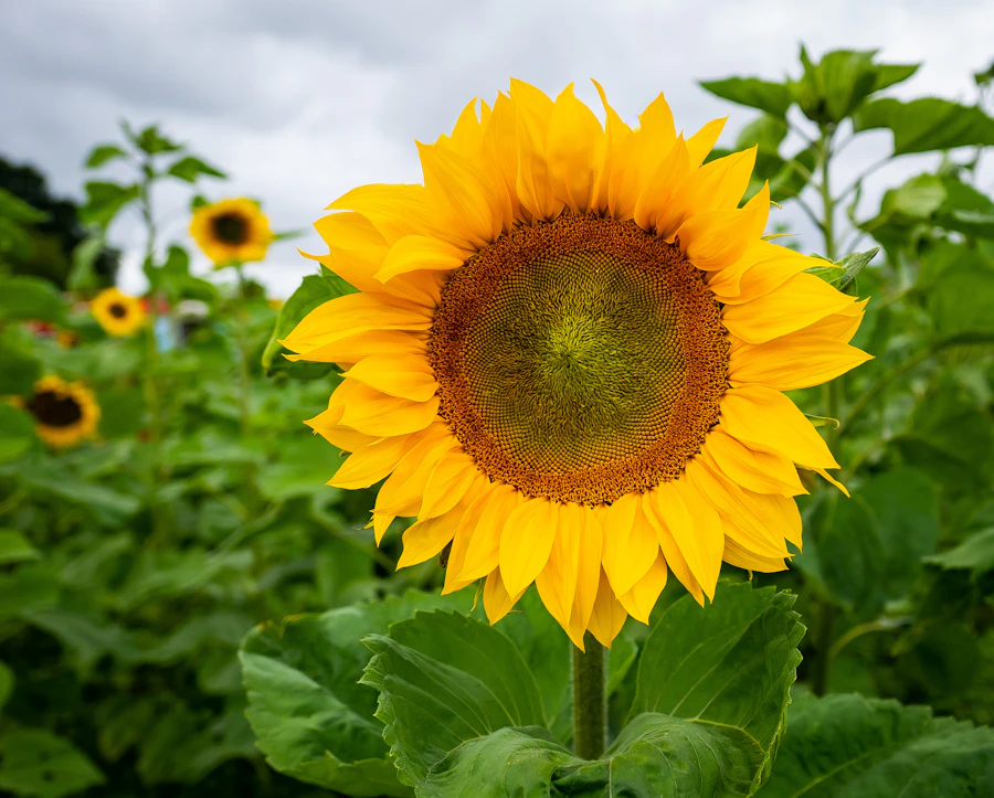 a large sunflower in a field of green leaves