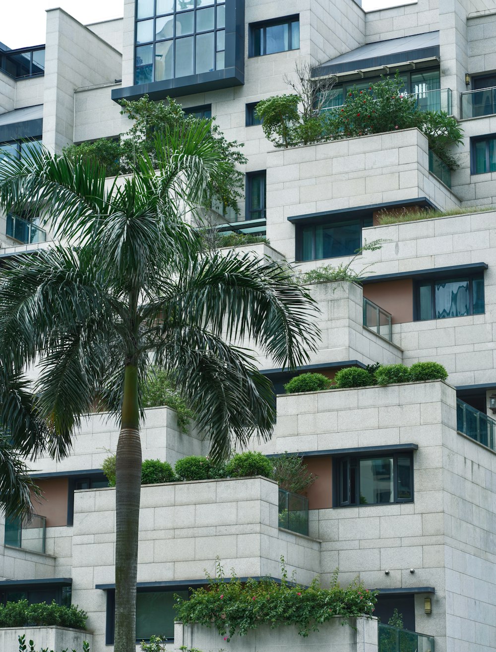 a palm tree in front of a building with balconies