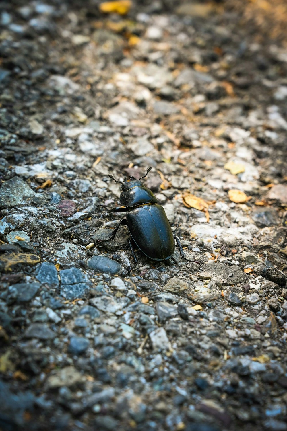 a beetle sitting on the ground in the middle of the road