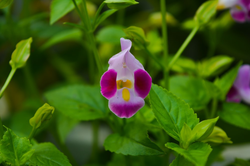 a close up of a flower with green leaves