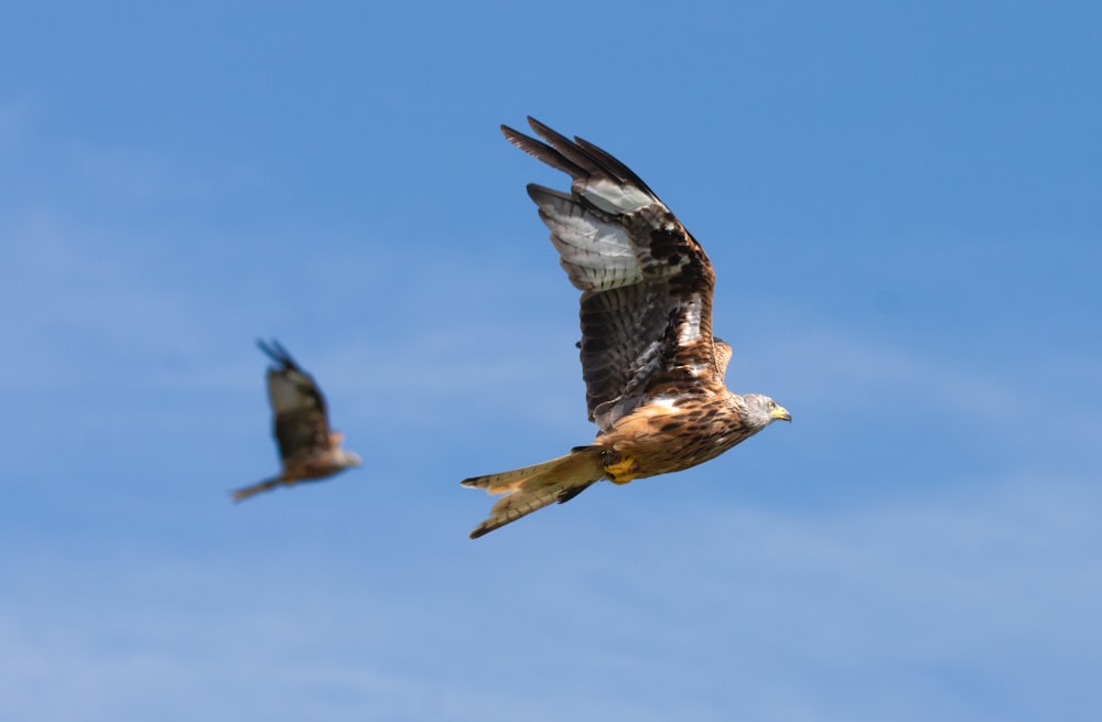 Zwei Vögel, die in der Luft fliegen, mit einem blauen Himmel im Hintergrund